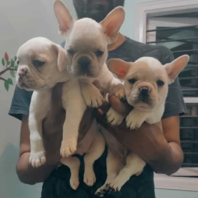 French Bulldog Price in Nashik | French Bulldog Puppies for sale in Nashik