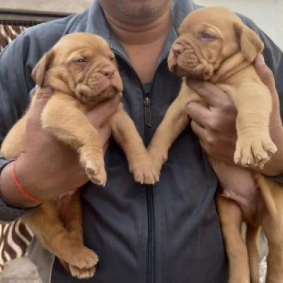 French Mastiff Price in Visakhapatnam | French Mastiff Puppies for sale in Visakhapatnam