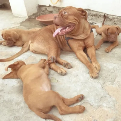 French Mastiff Price in Visakhapatnam | French Mastiff Puppies for sale in Visakhapatnam