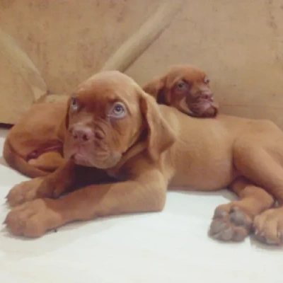 French Mastiff Price in Visakhapatnam | French Mastiff Puppies for sale in Visakhapatnam