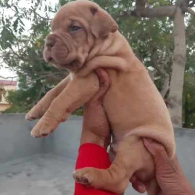 French Mastiff Price in Visakhapatnam | French Mastiff Puppies for sale in Visakhapatnam