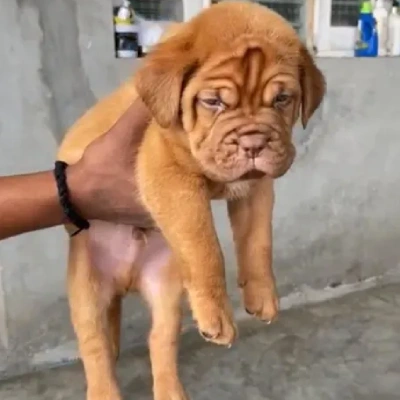 French Mastiff Price in Visakhapatnam | French Mastiff Puppies for sale in Visakhapatnam