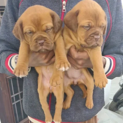 French Mastiff Price in Visakhapatnam | French Mastiff Puppies for sale in Visakhapatnam