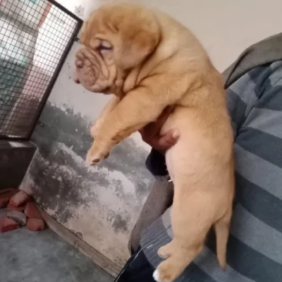 French Mastiff Price in Visakhapatnam | French Mastiff Puppies for sale in Visakhapatnam