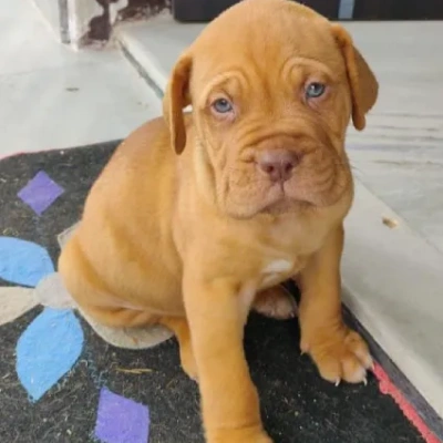 French Mastiff Price in Visakhapatnam | French Mastiff Puppies for sale in Visakhapatnam