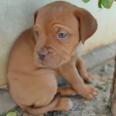 French Mastiff Price in Visakhapatnam | French Mastiff Puppies for sale in Visakhapatnam