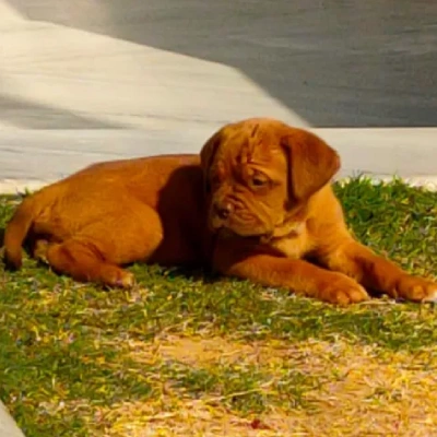 French Mastiff Price in Visakhapatnam | French Mastiff Puppies for sale in Visakhapatnam