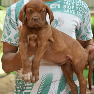 French Mastiff Price in Visakhapatnam | French Mastiff Puppies for sale in Visakhapatnam