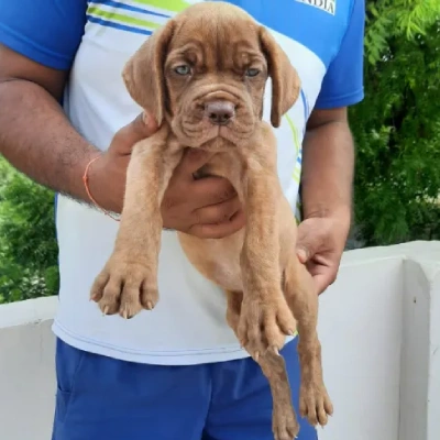 French Mastiff Price in Visakhapatnam | French Mastiff Puppies for sale in Visakhapatnam