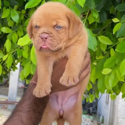 French Mastiff Price in Visakhapatnam | French Mastiff Puppies for sale in Visakhapatnam