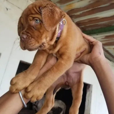 French Mastiff Price in Visakhapatnam | French Mastiff Puppies for sale in Visakhapatnam