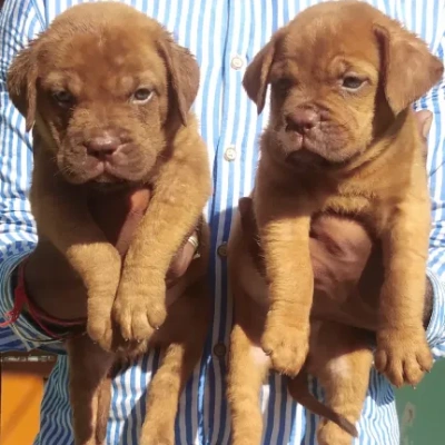 French Mastiff Price in Visakhapatnam | French Mastiff Puppies for sale in Visakhapatnam