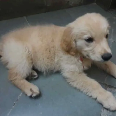 Golden Retriever Price in Nashik | Golden Retriever Puppies for sale in Nashik