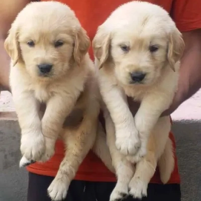 Golden Retriever Price in Delhi | Golden Retriever Puppies for sale in Delhi