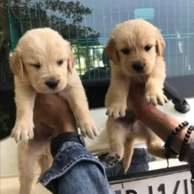 Golden Retriever Price in Mumbai | Golden Retriever Puppies for sale in Mumbai