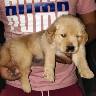 Golden Retriever Price in Pune | Golden Retriever Puppies for sale in Pune