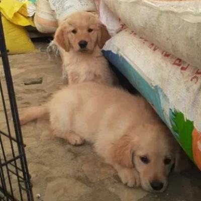 Golden Retriever Price in Chennai | Golden Retriever Puppies for sale in Chennai