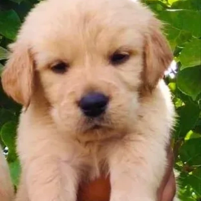 Golden Retriever Price in Surat | Golden Retriever Puppies for sale in Surat