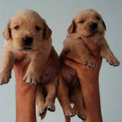 Golden Retriever Price in Nashik | Golden Retriever Puppies for sale in Nashik