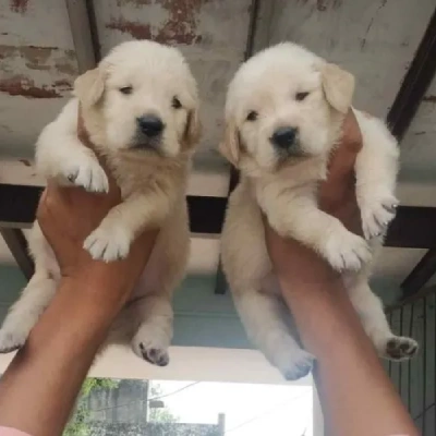 Golden Retriever Price in Mumbai | Golden Retriever Puppies for sale in Mumbai