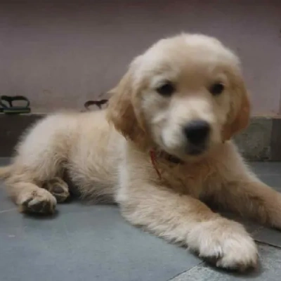 Golden Retriever Price in Surat | Golden Retriever Puppies for sale in Surat