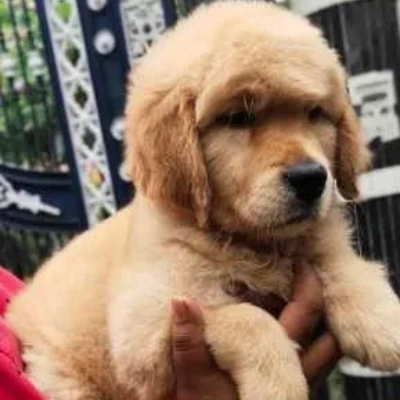 Golden Retriever Price in Chennai | Golden Retriever Puppies for sale in Chennai