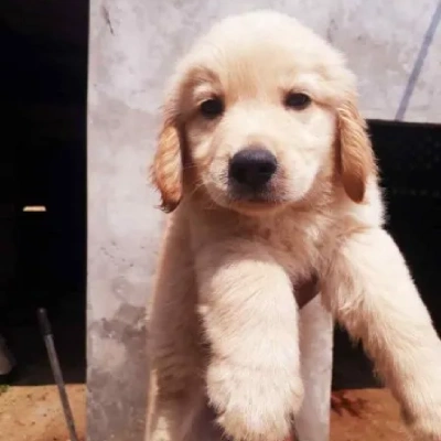 Golden Retriever Price in Pune | Golden Retriever Puppies for sale in Pune