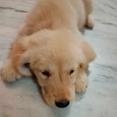 Golden Retriever Price in Gurgaon | Golden Retriever Puppies for sale in Gurgaon