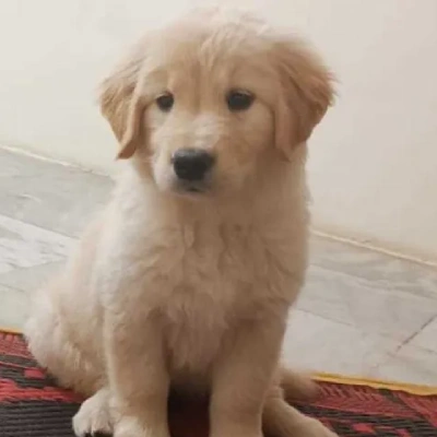 Golden Retriever Price in Noida | Golden Retriever Puppies for sale in Noida