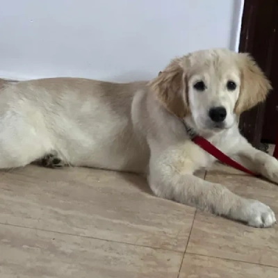 Golden Retriever Price in Delhi | Golden Retriever Puppies for sale in Delhi