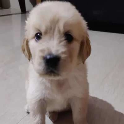 Golden Retriever Price in Gurgaon | Golden Retriever Puppies for sale in Gurgaon