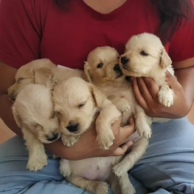 Golden Retriever Price in Nashik | Golden Retriever Puppies for sale in Nashik