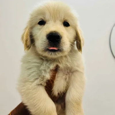 Golden Retriever Price in Hyderabad
 | Golden Retriever Puppies for sale in Hyderabad
