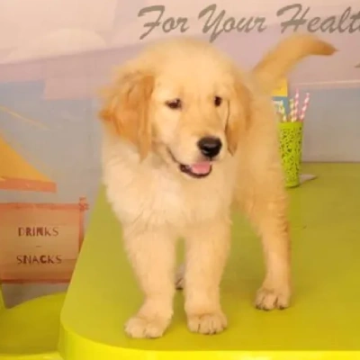 Golden Retriever Price in Chennai | Golden Retriever Puppies for sale in Chennai