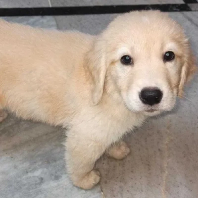 Golden Retriever Price in Visakhapatnam | Golden Retriever Puppies for sale in Visakhapatnam