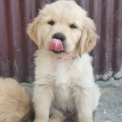 Golden Retriever Price in Visakhapatnam | Golden Retriever Puppies for sale in Visakhapatnam