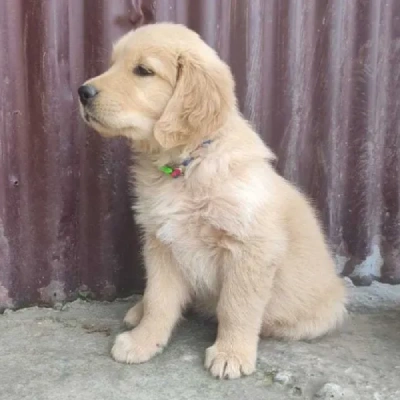 Golden Retriever Price in Pune | Golden Retriever Puppies for sale in Pune