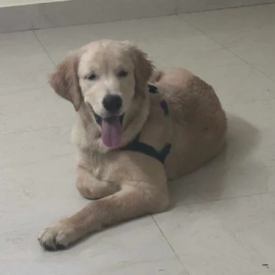 Golden Retriever Price in Noida | Golden Retriever Puppies for sale in Noida