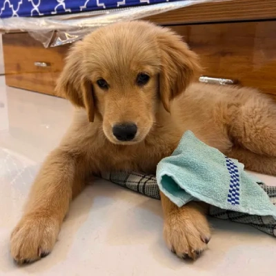 Golden Retriever Price in Gurgaon | Golden Retriever Puppies for sale in Gurgaon