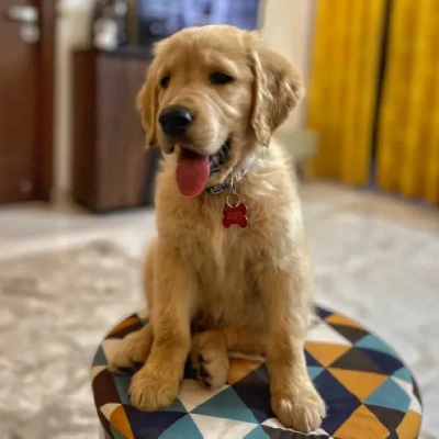 Golden Retriever Price in Delhi | Golden Retriever Puppies for sale in Delhi