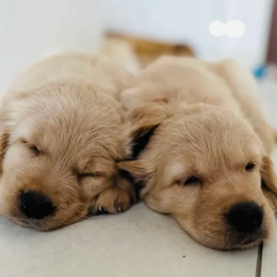 Golden Retriever Price in Chennai | Golden Retriever Puppies for sale in Chennai