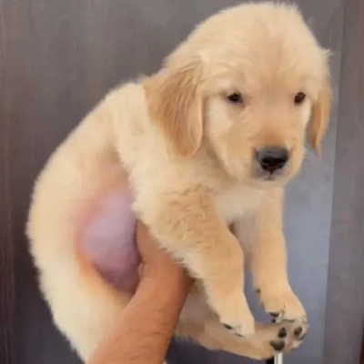 Golden Retriever Price in Gurgaon | Golden Retriever Puppies for sale in Gurgaon