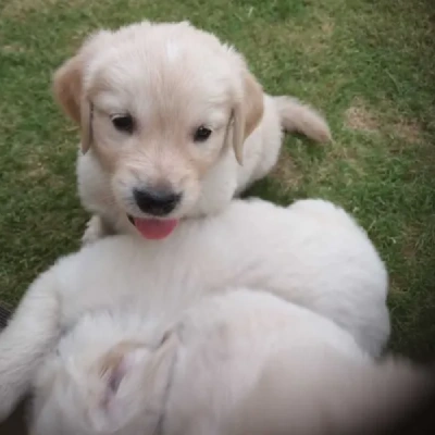 Golden Retriever Price in Surat | Golden Retriever Puppies for sale in Surat