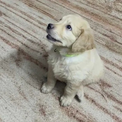 Golden Retriever Price in Nashik | Golden Retriever Puppies for sale in Nashik