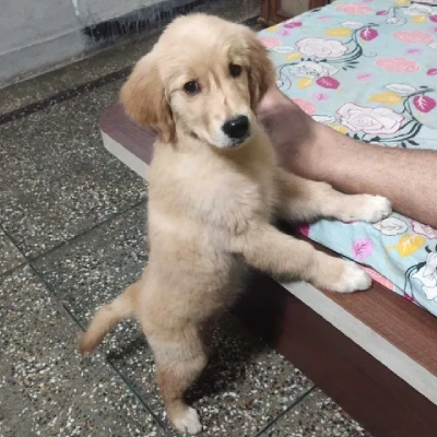 Golden Retriever Price in Nashik | Golden Retriever Puppies for sale in Nashik