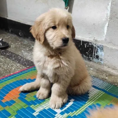 Golden Retriever Price in Mumbai | Golden Retriever Puppies for sale in Mumbai