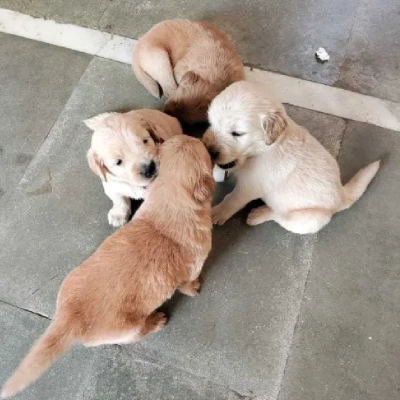 Golden Retriever Price in Pune | Golden Retriever Puppies for sale in Pune