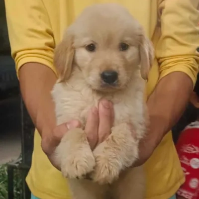 Golden Retriever Price in Surat | Golden Retriever Puppies for sale in Surat