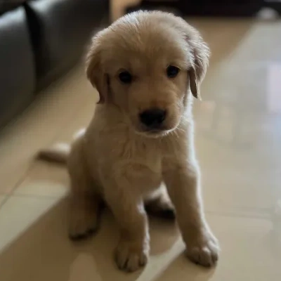 Golden Retriever Price in Noida | Golden Retriever Puppies for sale in Noida