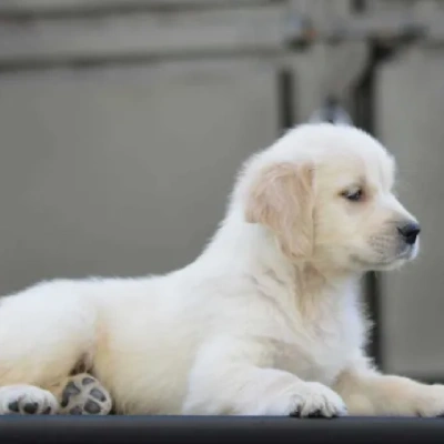 Golden Retriever Price in Surat | Golden Retriever Puppies for sale in Surat